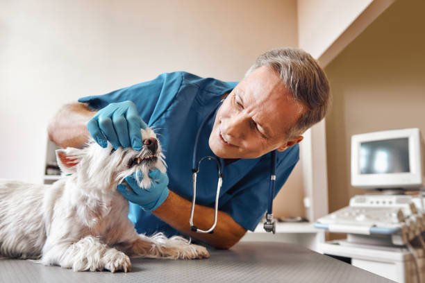 Best Pediatric Emergency Dentist in Morristown, NJ